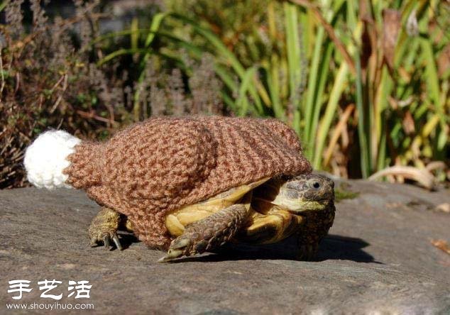 创意针织：假如给乌龟穿上衣服！(图8)