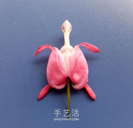 花儿还可以这样玩！创意让花儿变得这么有趣 - 双维造物网