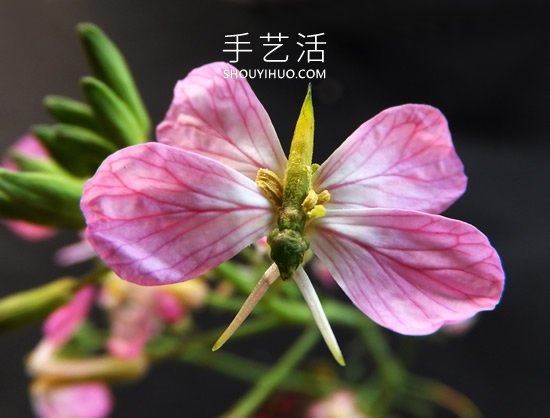 花儿还可以这样玩！创意让花儿变得这么有趣(图3)
