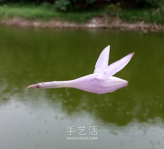 花儿还可以这样玩！创意让花儿变得这么有趣(图6)