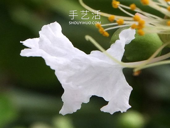 花儿还可以这样玩！创意让花儿变得这么有趣(图10)