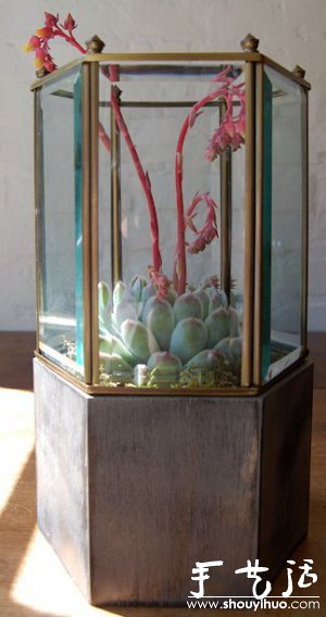 DIY玻璃植物盒(图4)