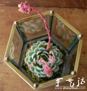 DIY玻璃植物盒 - 双维造物网