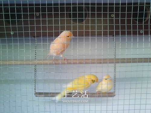 旧书架改造鸟柜的方法 旧家具DIY制作超大鸟笼(图11)