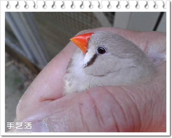 鸡舍改造成鸟舍的方法 自制大空间鸟舍DIY教程(图19)