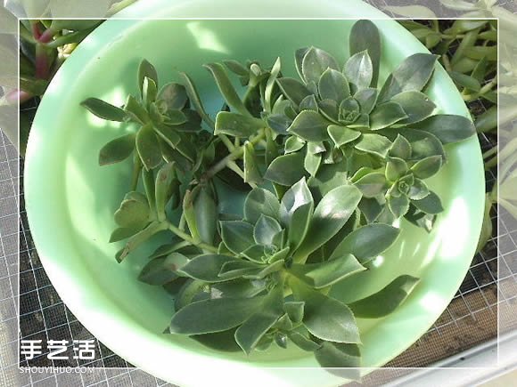 镜框改造多肉植物花盆 创意多肉花盆DIY方法(图15)