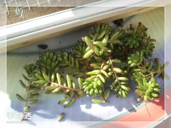 镜框改造多肉植物花盆 创意多肉花盆DIY方法(图16)