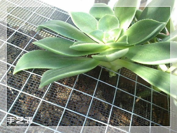 镜框改造多肉植物花盆 创意多肉花盆DIY方法(图20)