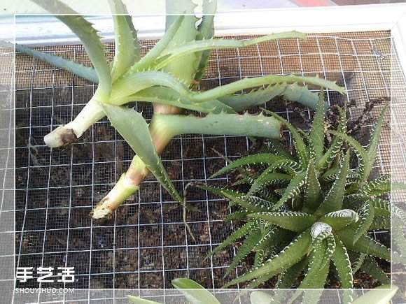 镜框改造多肉植物花盆 创意多肉花盆DIY方法(图17)