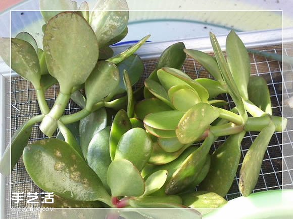 镜框改造多肉植物花盆 创意多肉花盆DIY方法(图18)