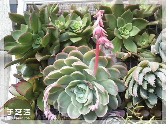 镜框改造多肉植物花盆 创意多肉花盆DIY方法(图25)