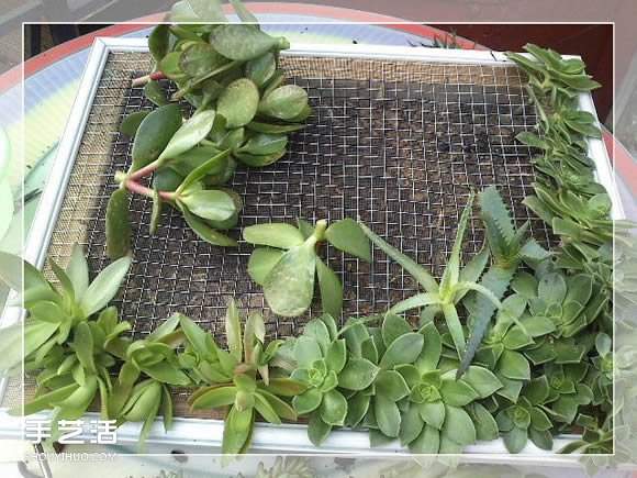 镜框改造多肉植物花盆 创意多肉花盆DIY方法(图21)