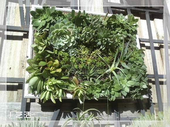 镜框改造多肉植物花盆 创意多肉花盆DIY方法(图22)