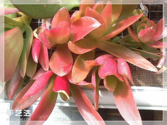 镜框改造多肉植物花盆 创意多肉花盆DIY方法(图26)