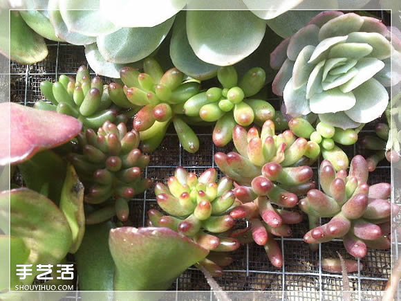 镜框改造多肉植物花盆 创意多肉花盆DIY方法(图27)