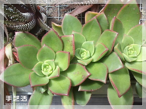 镜框改造多肉植物花盆 创意多肉花盆DIY方法(图28)
