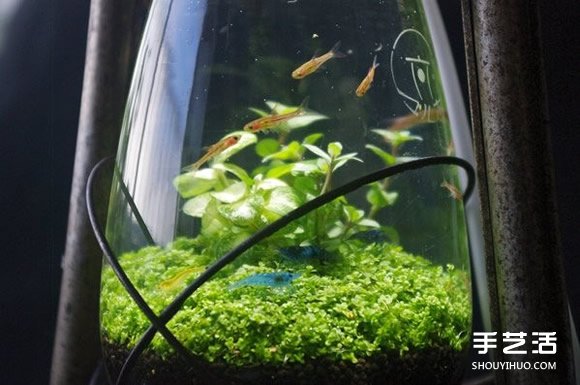 煤油灯改造成水族箱 当然也可以拿来种盆栽(图6)