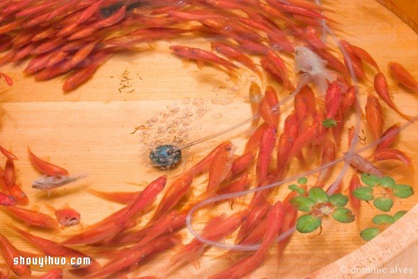 可怜小金鱼被透明树脂封存？别哭，你再仔细看(图9)
