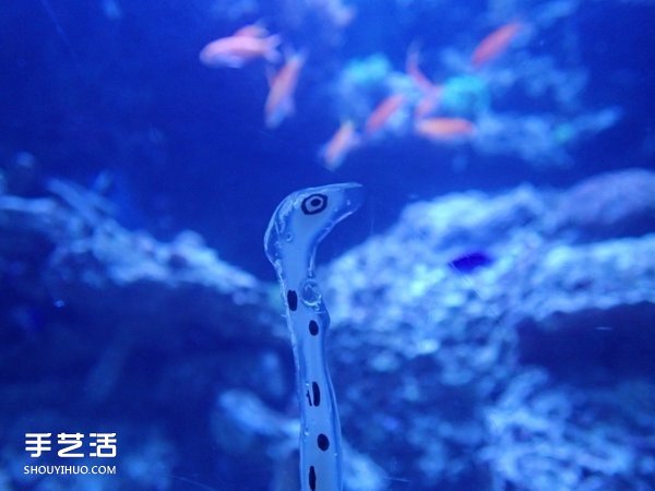 创意DIY：如何用强力胶自制花园鳗的方法(图9)