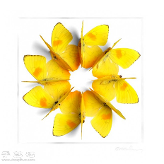 犹如宝石般斑斓夺目的昆虫标本(图3)