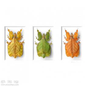犹如宝石般斑斓夺目的昆虫标本(图5)