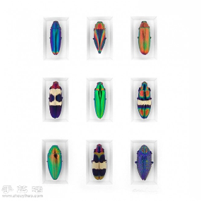 犹如宝石般斑斓夺目的昆虫标本(图9)