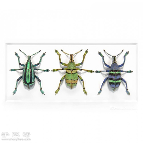 犹如宝石般斑斓夺目的昆虫标本(图6)