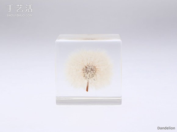 吉村紘一的树脂标本方块 将大自然封于小宇宙(图4)