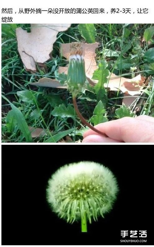 透明蒲公英球小饰品DIY制作过程步骤(图3)