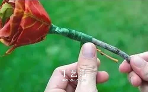 落叶制作玫瑰花图解 枫叶玫瑰花的做法步骤(图8)