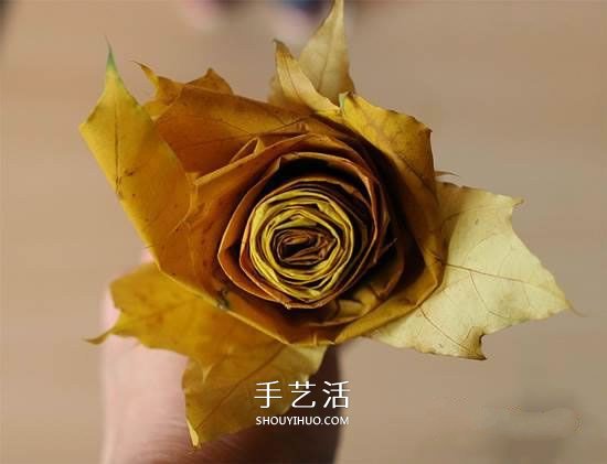 枫叶怎么做玫瑰花教程 简单枫叶玫瑰DIY方法 - 双维造物网