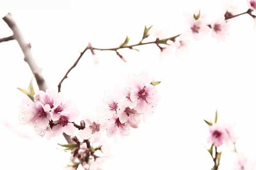 什么是命犯桃花(图1)