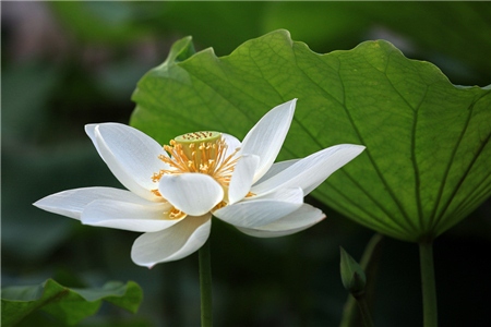最容易被误解为白莲花的星座 - 星测研究所