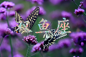 哪些星座最懂生活情调(图6)