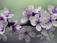 2018年丙辰月风水(2018年4月5日