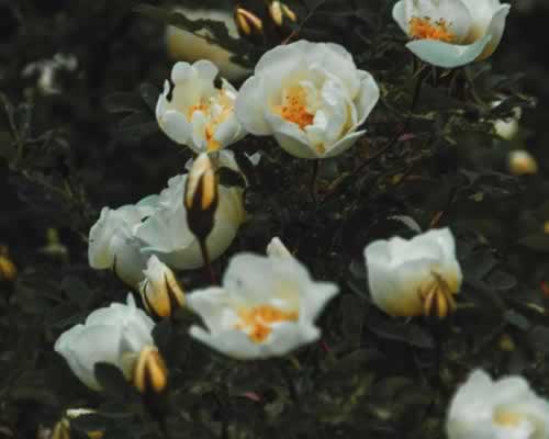 如果发现老公有外遇该怎么办？ - 恋知心殿堂