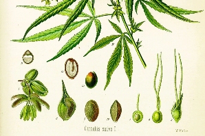 研究人员利用大麻发明大麻生物复合材料 或可用于汽车零部件及食品包装 研究人员利用大麻发明大麻生物复合材料 或可用于汽车零部件及食品包装