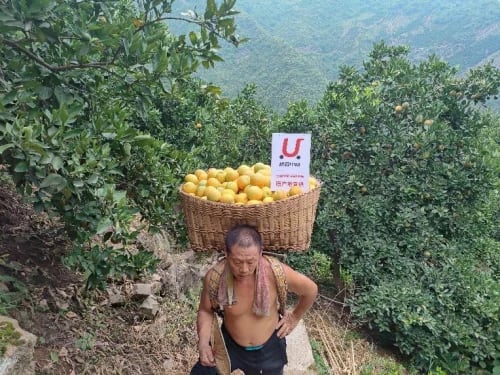 夏天的味道,橙知道丨水果“消防员”秭归夏橙来了 夏天的味道,橙知道丨水果“消防员”秭归夏橙来了