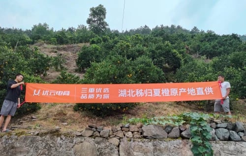 夏天的味道,橙知道丨水果“消防员”秭归夏橙来了 夏天的味道,橙知道丨水果“消防员”秭归夏橙来了