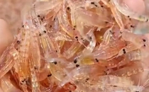 知名品牌疑似造假，主要成分含量为0