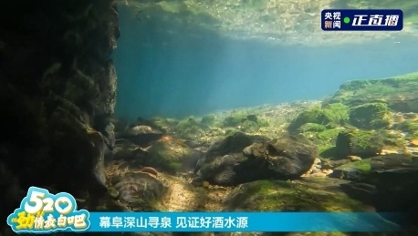 520中国劲酒携手撒贝宁直播探厂，共同见证健康跑活动启幕
