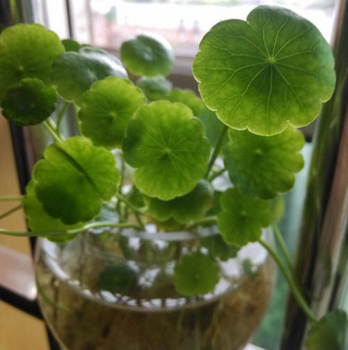 金钱草的功效与作用