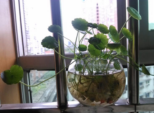 金钱草的功效与作用
