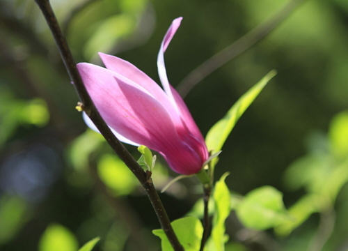 辛夷花 辛夷花