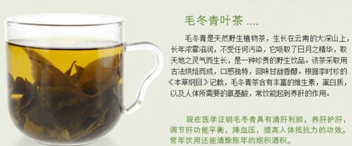 毛冬青叶 毛冬青叶