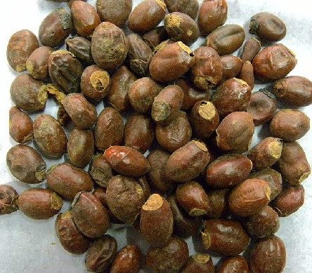 荔枝核