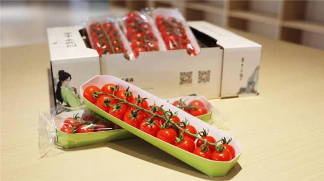 华中·采薇园小番茄成熟啦！