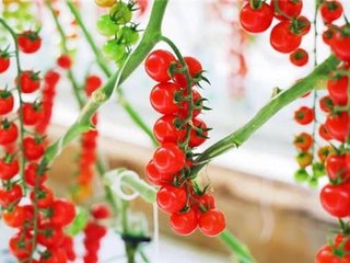 华中·采薇园小番茄成熟啦！