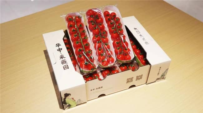 华中·采薇园小番茄成熟啦！