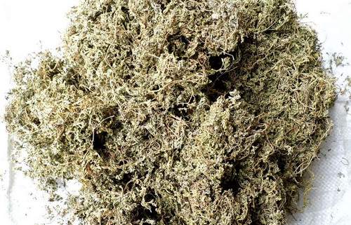 鹅不食草
